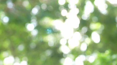 Parlak günbatımının güzel doğa arka plan videosu. Doğa, yeşil, bokeh, güneş ışığı.