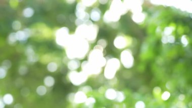 Parlak günbatımının güzel doğa arka plan videosu. Doğa, yeşil, bokeh, güneş ışığı.