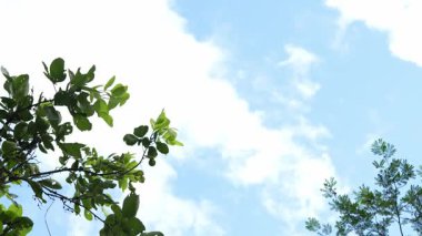 Parlak günbatımının güzel doğa arka plan videosu. Doğa, yeşil, bokeh, güneş ışığı.