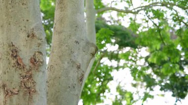 Parlak günbatımının güzel doğa arka plan videosu. Doğa, yeşil, bokeh, güneş ışığı.