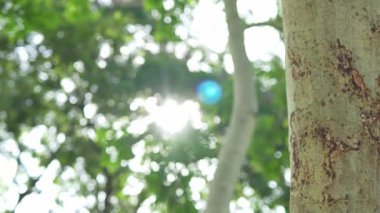 Parlak günbatımının güzel doğa arka plan videosu. Doğa, yeşil, bokeh, güneş ışığı.