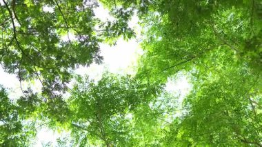 Parlak günbatımının güzel doğa arka plan videosu. Doğa, yeşil, bokeh, güneş ışığı.