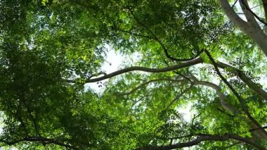 Parlak günbatımının güzel doğa arka plan videosu. Doğa, yeşil, bokeh, güneş ışığı.