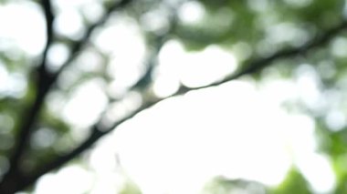 Parlak günbatımının güzel doğa arka plan videosu. Doğa, yeşil, bokeh, güneş ışığı.