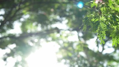 Parlak günbatımının güzel doğa arka plan videosu. Doğa, yeşil, bokeh, güneş ışığı.