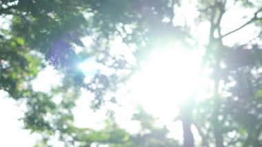 Parlak günbatımının güzel doğa arka plan videosu. Doğa, yeşil, bokeh, güneş ışığı.