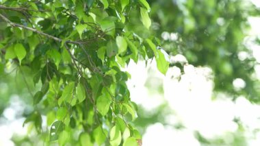 Parlak günbatımının güzel doğa arka plan videosu. Doğa, yeşil, bokeh, güneş ışığı.