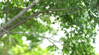 Parlak günbatımının güzel doğa arka plan videosu. Doğa, yeşil, bokeh, güneş ışığı.