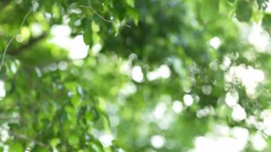 Parlak günbatımının güzel doğa arka plan videosu. Doğa, yeşil, bokeh, güneş ışığı.