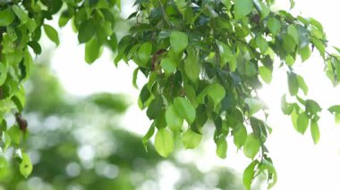 Parlak günbatımının güzel doğa arka plan videosu. Doğa, yeşil, bokeh, güneş ışığı.