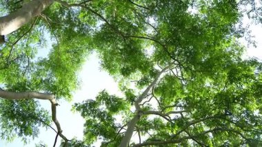  Natural plants, green forest, beautiful natural landscape in the forest park.
