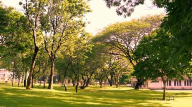  Natural plants, green forest, beautiful natural landscape in the forest park.
