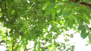  Natural plants, green forest, beautiful natural landscape in the forest park.