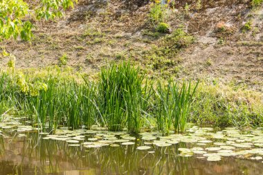 Güneşli bir yaz gününde su üzerinde ördek yaprağı ve diğer su bitkileri. 
