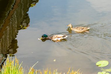 Nehirdeki ördekler bir yaz günü vahşi bitki örtüsünün arasında. 