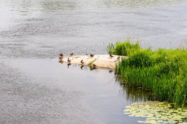 Nehirdeki ördekler bir yaz günü vahşi bitki örtüsünün arasında. 