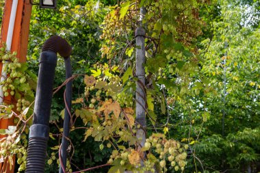 Terk edilmiş bir binanın metal yapısında yeşil koniler..