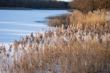 Winter landscape with reeds on a frozen lake on a cold day, fields and forests.