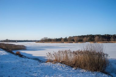 Winter landscape with reeds on a frozen lake on a cold day, fields and forests.