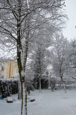 Snow-covered trees and residential houses on a gloomy winter day.