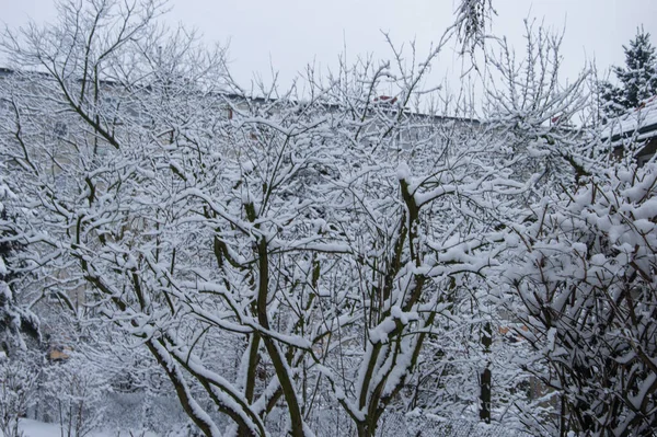 Snow-covered trees and residential houses on a gloomy winter day.