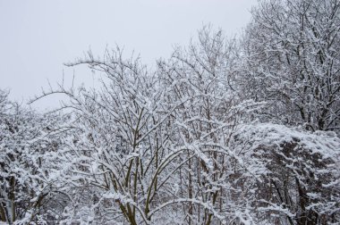 Winter forest covered with snow on a sunless gloomy winter day.