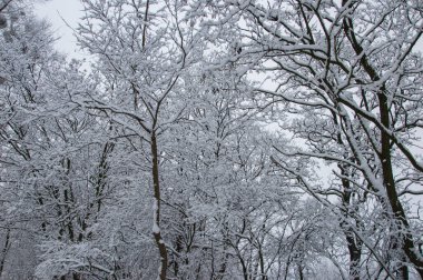 Winter forest covered with snow on a sunless gloomy winter day.