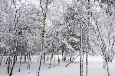 Winter forest covered with snow on a sunless gloomy winter day.