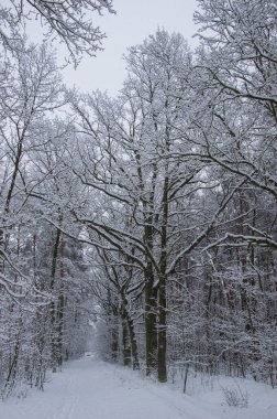 Winter forest covered with snow on a sunless gloomy winter day.