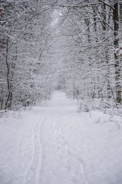 Winter forest covered with snow on a sunless gloomy winter day.