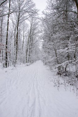 Winter forest covered with snow on a sunless gloomy winter day.
