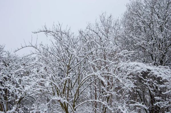 Winter forest covered with snow on a sunless gloomy winter day.