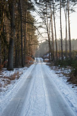 Snow-covered forest road in the rays of the setting sun.