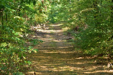 The forest road leads through the forest into the unknown.