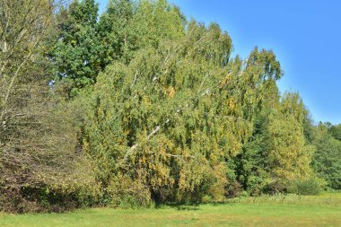 Trees in an open field among meadows on a hot summer day.