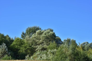 Trees in an open field among meadows on a hot summer day.