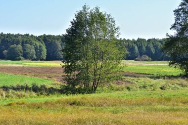 Trees in an open field among meadows on a hot summer day.