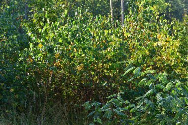 Leaves of plants and trees in an autumn color palette on a sunny autumn day.
