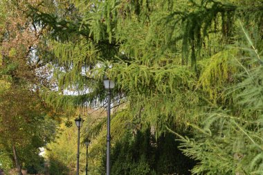 Autumn alley with old-fashioned lanterns in autumn colors on a slightly cloudy day. autumn.