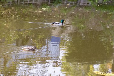 Wild but tame ducks on the river in the city.