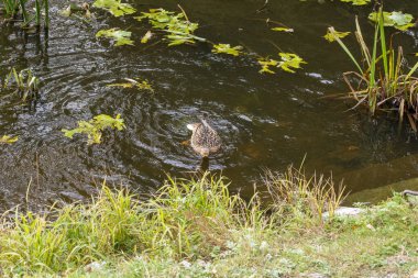 Wild but tame ducks on the river in the city.
