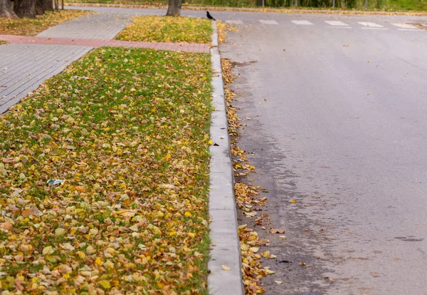 Autumn leaves on the road, sidewalk and lawn on a cloudy autumn day.