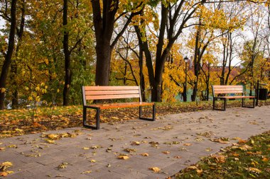 Autumn bench in a park full of falling yellow leaves.