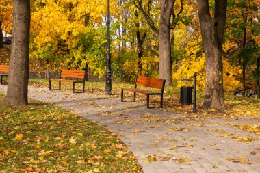 Autumn bench in a park full of falling yellow leaves.