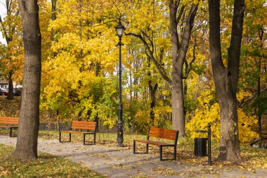 Autumn bench in a park full of falling yellow leaves.