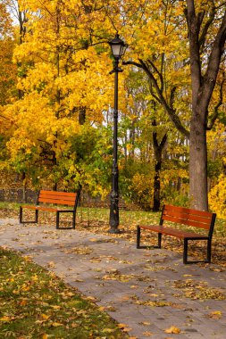 Autumn bench in a park full of falling yellow leaves.