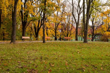 Autumn bench in a park full of falling yellow leaves.