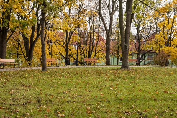 Autumn bench in a park full of falling yellow leaves.