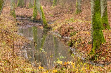 Kasvetli bir sonbahar gününde çimenlerin ve ağaçların arasında bir dere.