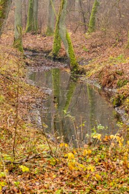 Kasvetli bir sonbahar gününde çimenlerin ve ağaçların arasında bir dere.